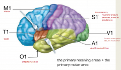 Found in the parietal lobe
Responsible for touch and pressure perception
