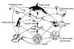 Identify the producer, the level of the leopard seals, and identify the name of the diagram.