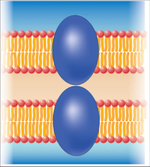 Form
junctions between cells 
Cell-to-cell
adhesion and communication