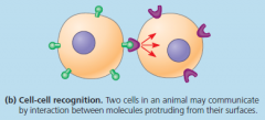cell-cell recognition