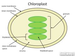 1) Refers to area outside grana, and inside chloroplast. 

2) 

