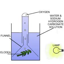 Submerge a funnel and test tube in water and turn over so funnel is on bottom of tank with tube stood on end. 
Place pondweed under submerged funnel.
Oxygen will displace water in test tube. After 20 mins measure water displaced. 
This will tel...