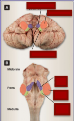 Identify superior cerebellar peduncle, middle cerebellar peduncle, and inferior cerebellar peduncle.