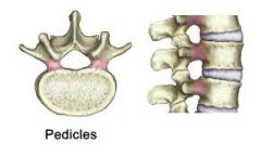 Posterior to the body of the vertebra, anterior to the spinous process 