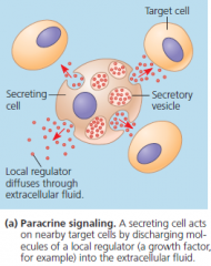 paracrine signaling