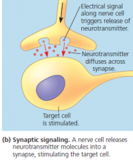 synaptic signaling