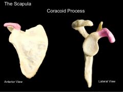 Coracoid is anterior and acromion is posterior