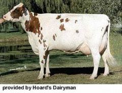 What breed of dairy cattle is this?