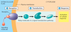 overview of cell signaling