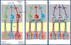 Which correctly indicates the wiring of the olfactory system neurons? How do we know this?