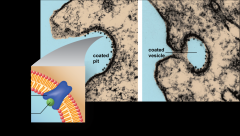 
Receptors for particular substances found in coated pit – selective and more efficient 
