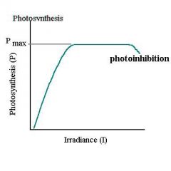 1) Light induced reduction of photosynthesis. 

2) 