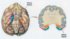 It is part of the medial temporal lobe 

Has implications in: long-term memory formation and organizing learning & memory context