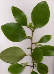Distinctive, large bright green leaves, with asymmetrical leaf base.Margins can be wavy
