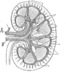 The blood vessel entering the kidney, at letter A, is called the....