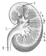 The tube that carries urine away from the kidney, at letter B, is called the ...