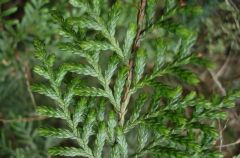 Scaly coniferous leaves, stringy bark. Found as an emergent tree insubalpine beech forest (Ruapehu)
