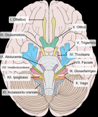 -Il TDE contiene gruppi nucleari da cui prendono origine parte dei nervi cranici.

-I nervi cranici sono funzionalmente omologhi ai nervi spinali; poichè i nervi spinali termine al livello della seconda vertebra cervicale, sono i nervi cranici ch...