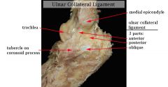 WHICH LIGMENT in elbow is attached dorsal to the axis of rotation and has greater variation in length?
