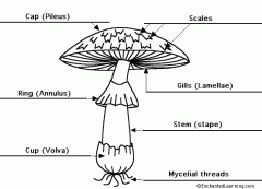 label parts of a basidiocarp (mushroom)