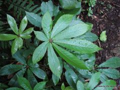 Most
similar to five finger. However, leaves are typically larger and much thinner;
lightly hairy; compound leaf has up to 7-10 leaflets; serrations finer.
