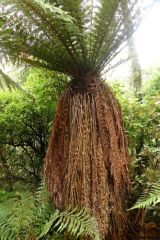 Distinctive by its
skirt of whole dead fronds whereas Cyathea
smithii has a skirt of dead stipes only. Both Dicksonia fibrosa and Cyathea smithii have thick fibrous trunks 
