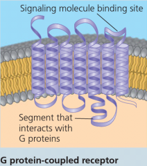 G protein-coupled receptor (GPCR)
