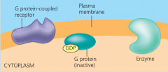 inactive G protein: step 1