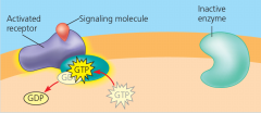 activation of G protein: step 2
