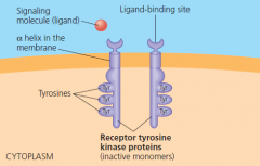 receptor tyrosine kinase binding: step 1