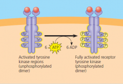 activation of tyrosine kinase region: step 3