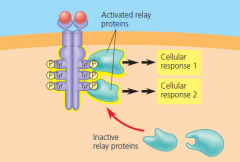 cellular response: step 4