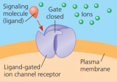 intial state of ligand-gated ion channel receptor: step 1