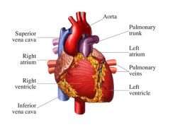 heart
example: myocardi-al infarction