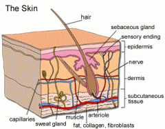 skin
example: dermat-ologist