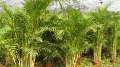 Kentia palm, Sentry palm