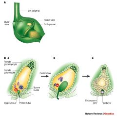 

a complex fertilizationmechanism of flowering plants (angiosperms). This process involves the joining of a female gametophyte (megagametophyte, also called the embryo sac) with two male gametes (sperm).