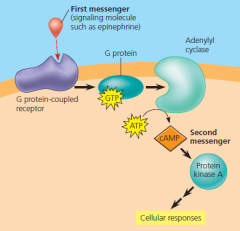 cAMP as a second messenger in a G protein signaling pathway