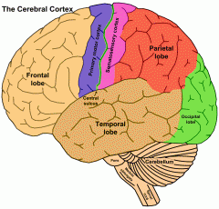 brain
example: cerebr-al cortex