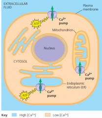 maintenance of calcium ion concentration in an animal cell