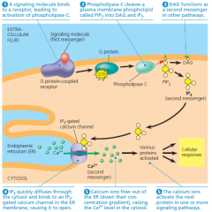 calcium and IP3 in signaling pathways