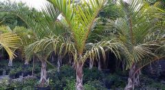 Spindle palm