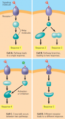 the specificity of cell signaling