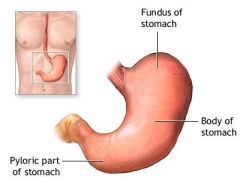 stomach
 example: gastro-plasty