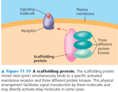 scaffolding protein