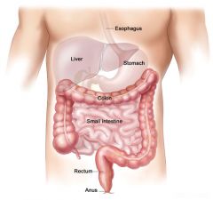 intestines
example: enter-ology