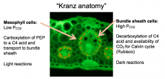 Kranz anatomy is separating the light reactions (in the CO2 poor mesophyll cells) and the dark reactions (in the CO2 rich bundle sheath cells.