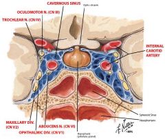 Lateral wall: 
Oculomotor nerve (most superior)
Trochlear nerve
V1 (ophthalmic division of CN 5)
V2 (maxillary division of CN5, most inferior)

Middle of the cavernous sinus
Abducens nerve (alongside the internal carotid artery)