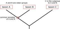 - All the members of the group of interest are more closely related to each other than they are to the outgroup. Hence, the outgroup stems from the base of the tree. An outgroup can give you a sense of where on the bigger tree of life the main gro...