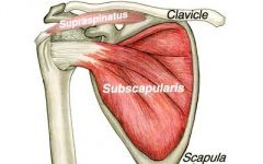 Nerve: Upper subscapular
Roots: C5-C6
Trunk: Upper trunk
Cord: Posterior cord
Action: Shoulder internal rotation
Test: Have the patient internally rotate the shoulder. This can be best appreciated when the patient holds the elbow at the side, flex...